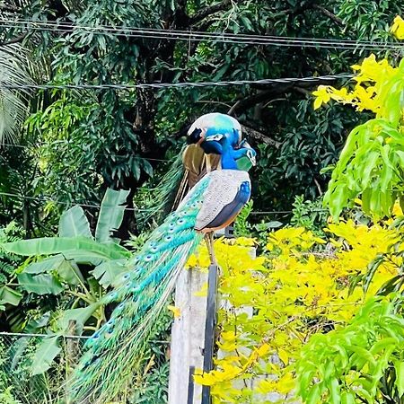 Nil Arana Resort Polonnaruwa Eksteriør billede
